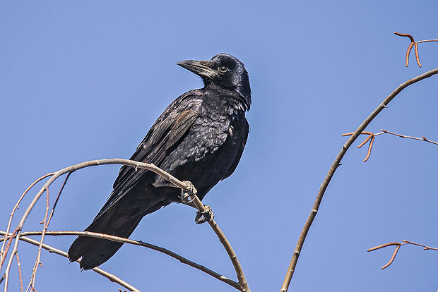havran čierny  Corvus frugilegus