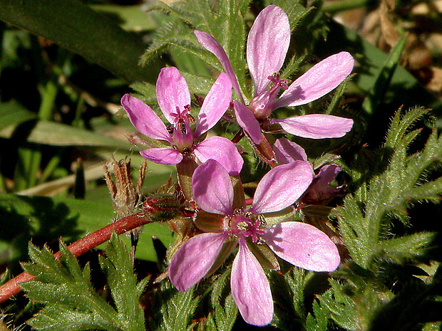 bociannik rozpukovitý Erodium cicutarium (L.) L