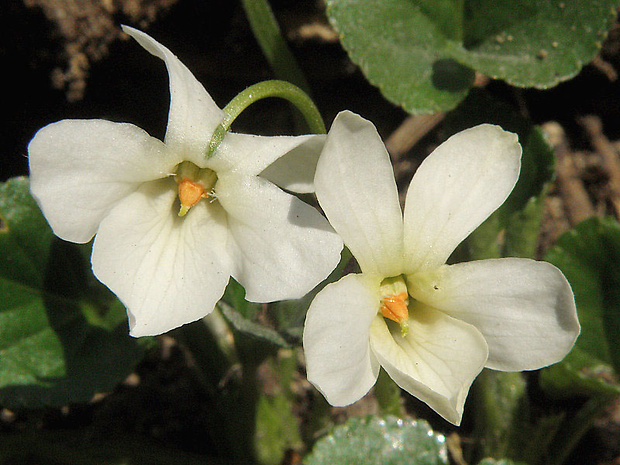 fialka voňavá - albín Viola odorata L.