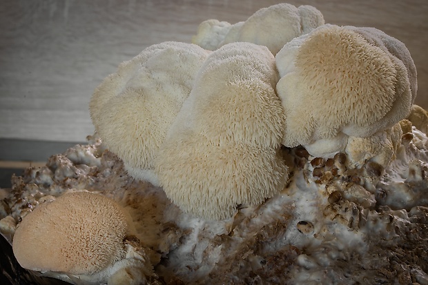 koralovec ježovitý Hericium erinaceus (Bull.) Pers.