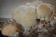 koralovec ježovitý