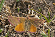 piadivka purpurová samička