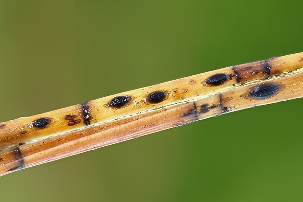 sypavka Lophodermium sp.