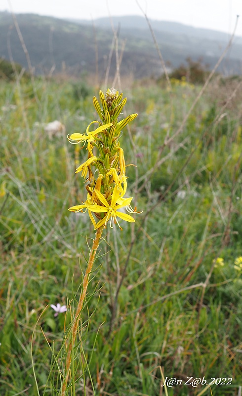 asfodelka žltá Asphodeline lutea (L.) Rchb.