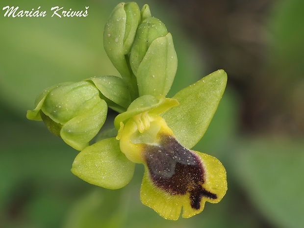 hmyzovník Ophrys lutea subsp. galilaea