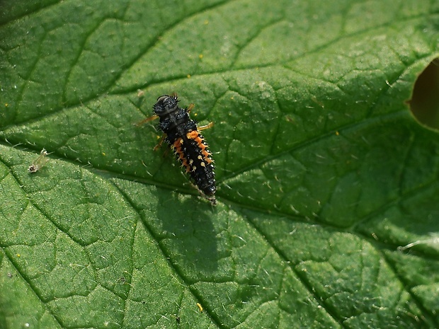 lienka - larva Harmonia axyridis