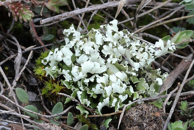 dutohlávka Cladonia foliacea (Huds.) Willd.