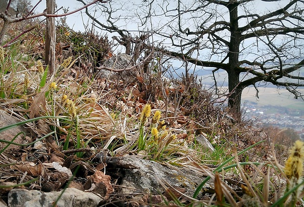 ostrica klinčeková - biotop Carex caryophyllea Latourr.