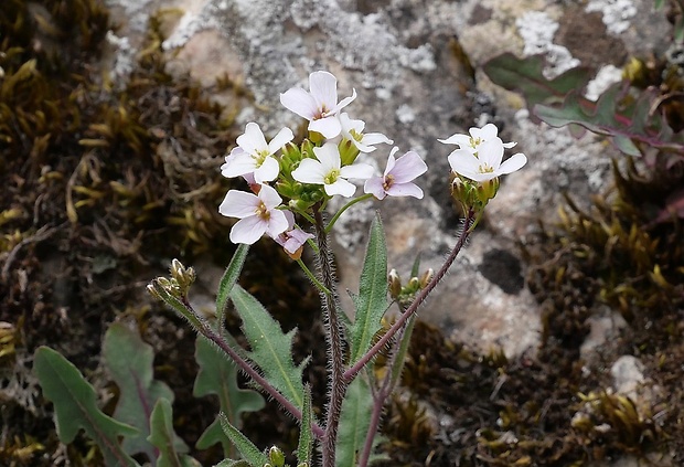 žerušničník borbásov Cardaminopsis borbasii (Zapał.) Hess et al.