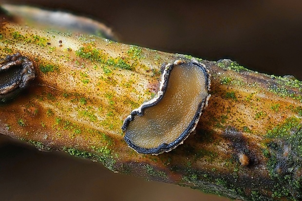kolpóma dubová Colpoma quercinum (Pers.) Wallr.