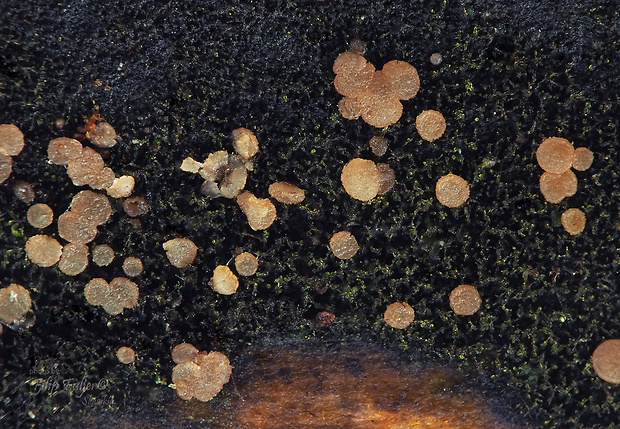 štrosmajerka brvivá Strossmayeria basitricha (Sacc.) Dennis