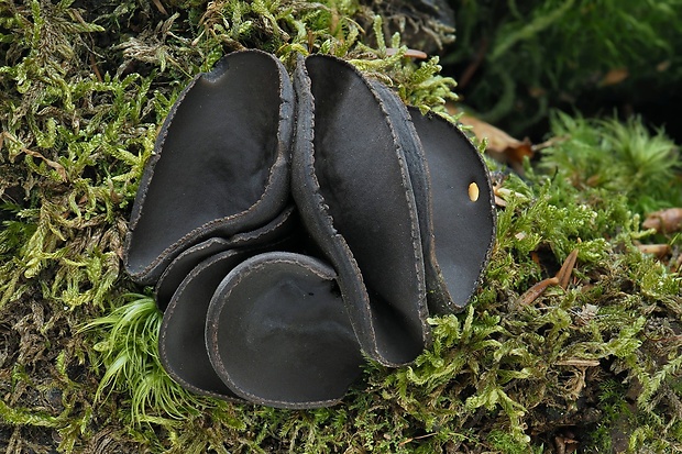 misôčka tmavá Pseudoplectania melaena (Fr.) Paden