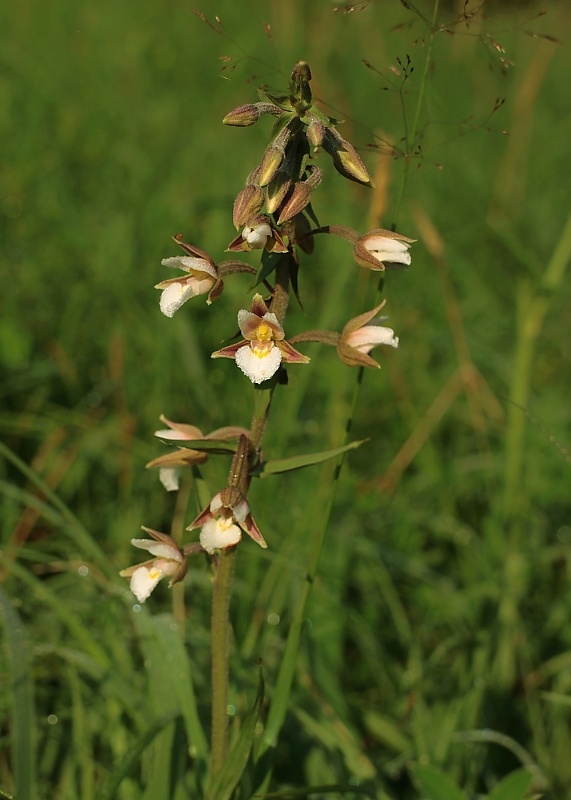 kruštík močiarny Epipactis palustris (L.) Crantz