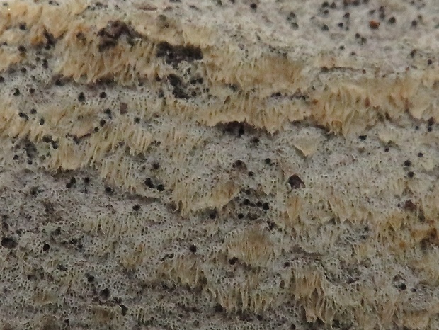 ostropórovec topoľový Oxyporus populinus (Schumach.) Donk