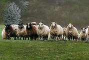 ovca domáca