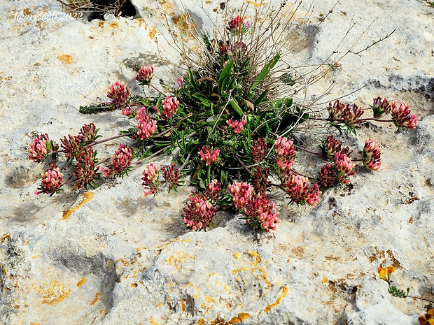 bôľhoj červenokvetý Anthyllis vulneraria subsp. rubriflora (DC.) Arcang.