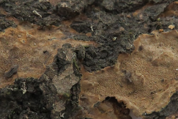 ohňovec bodkovaný Fomitiporia punctata (Fr.) Murrill