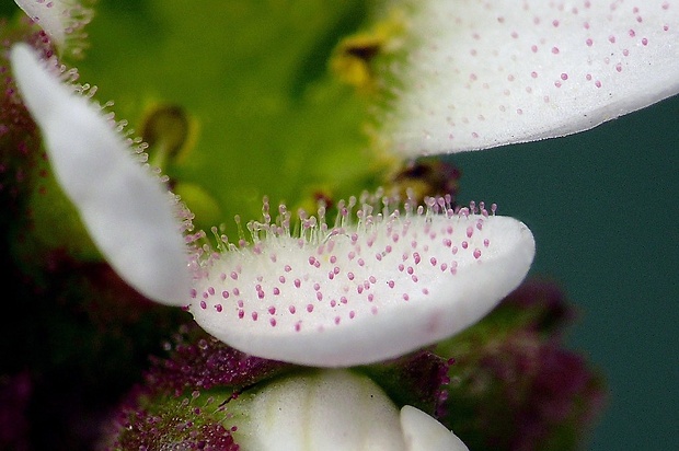 lomikameň cibuľkatý Saxifraga bulbifera L.