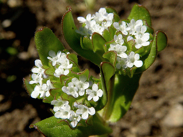 valeriánka poľná Valerianella locusta (L.) Laterr.