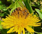 včela medonosna