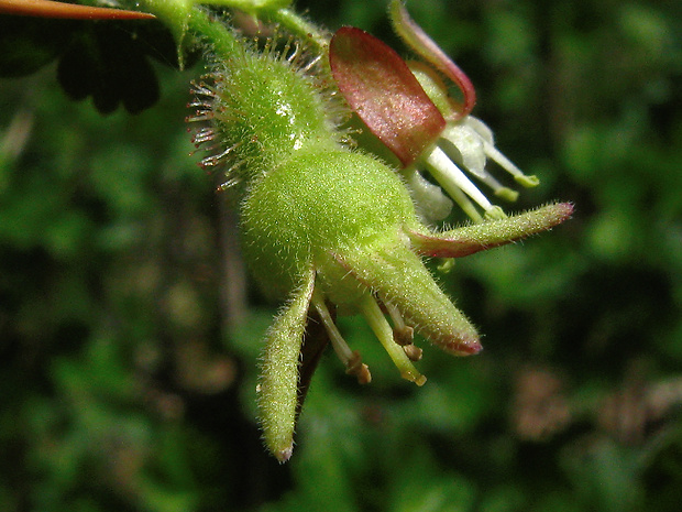ríbezľa egrešová žliazkatá Ribes uva-crispa subsp. grossularia (L.) Schübl. & G. Martens