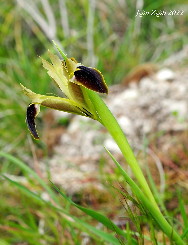 iris Iris tuberosa L.