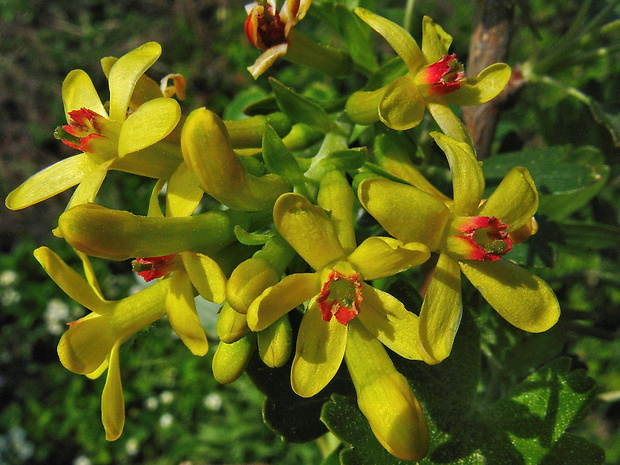 ríbezľa voňavá Ribes odoratum H. L. Wendl.