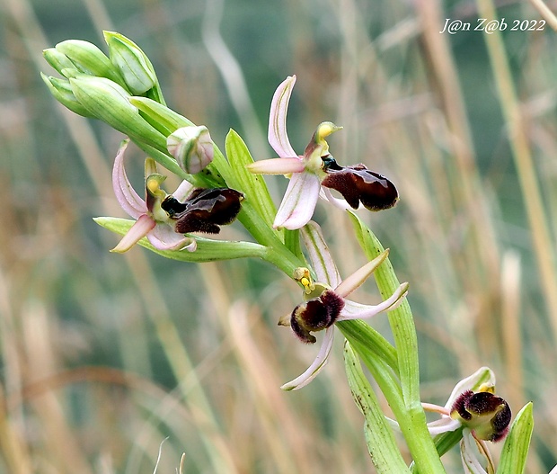 hmyzovník Ophrys exaltata subsp. exaltata Ten.