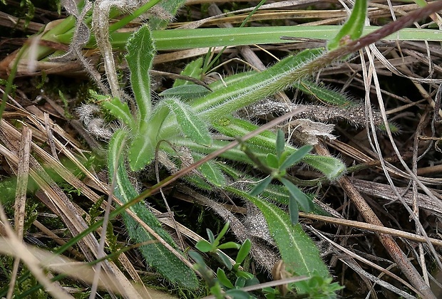dvojštítok hladkoplodý kernerov Biscutella laevigata subsp. varia (Dumort.) Rouy et Foucaud