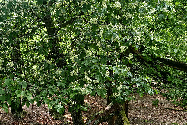 jarabina brekyňová Sorbus torminalis (L.) Crantz