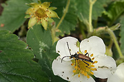 fuzáč kvetový (tesařík černošpičký) 