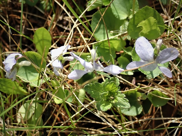 fialka lesná Viola reichenbachiana Jord. ex Boreau
