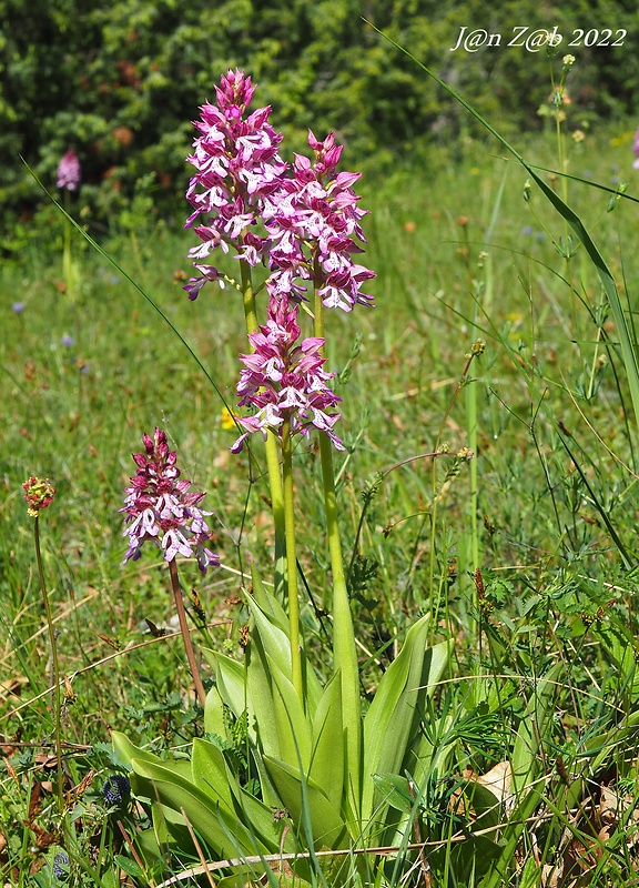 vstavač Orchis × hybrida (Lindl.) Boenn. ex Rchb.