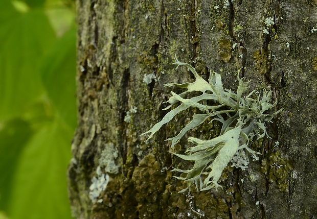 stužkovec jaseňový Ramalina fraxinea (L.) Ach.
