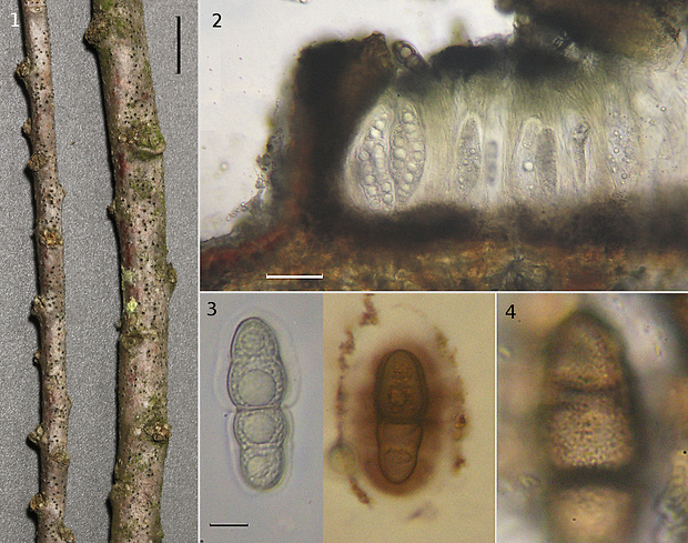 Stigmatodiscus tamaricis (Voglmayr, Gardiennet & Jaklitsch) Voglmayr & Jaklitsch