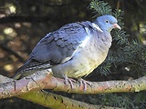 holub hřivnáč
