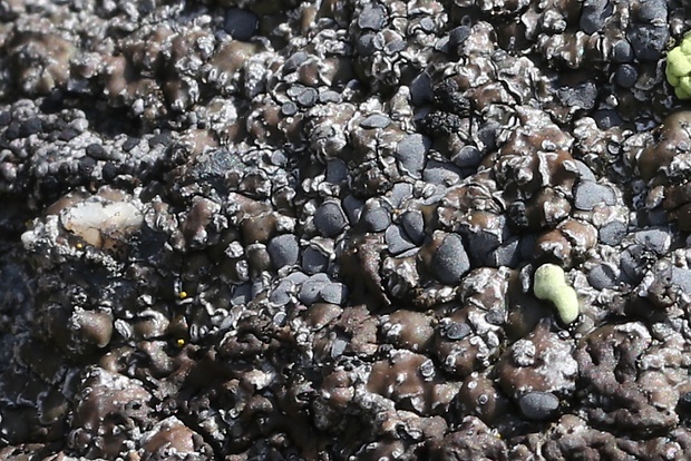 lišajniky  Lichenes