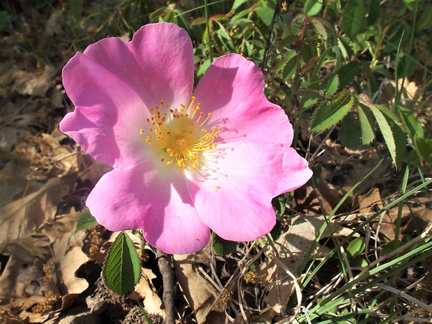 ruža galská Rosa gallica L.