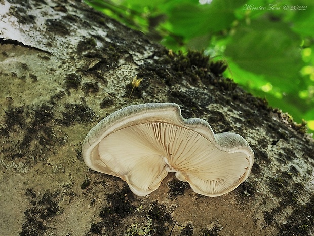 hliva závojová Pleurotus calyptratus (Lindblad ex Fr.) Sacc.