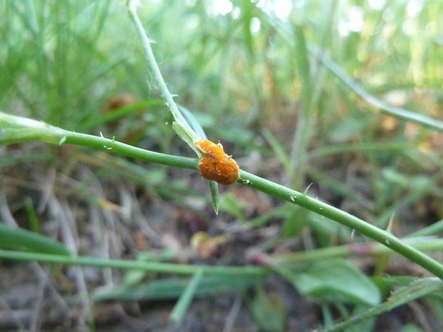 priehradkovec Phragmidium mucronatum (Pers.) Schltdl.