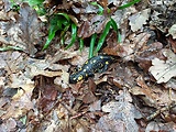 salamander skvrnity