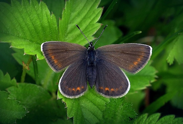 modráčik čiernoobrúbený (sk) / modrásek černolemý (cz) Plebejus argus (Linnaeus, 1758)
