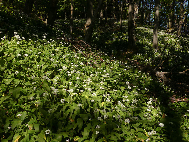 cesnak medvedí - biotop Allium ursinum L.