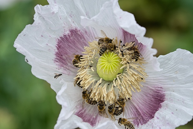 včela medonosná