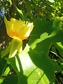 ľaliovník tulipánokvetý