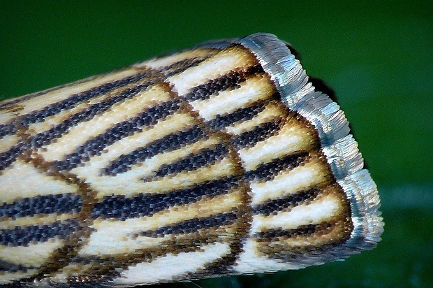 trávovec mriežkovaný (sk) / travařík stepní (cz) Chrysocrambus craterella (Scopoli, 1763)