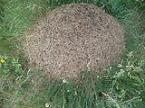 mravenisko z Raja