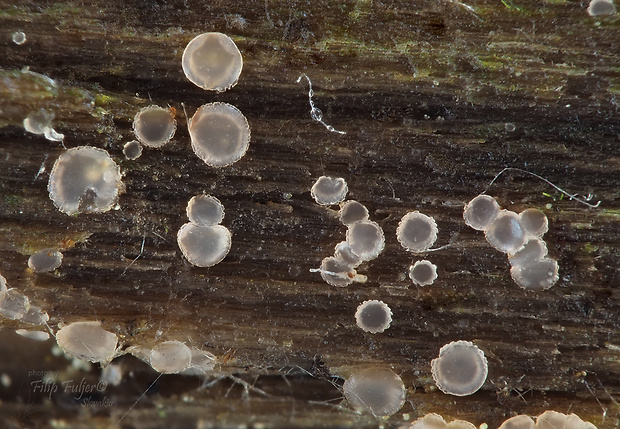 kruhovka Orbilia crenatomarginata (Höhn.) Sacc. & Trotter