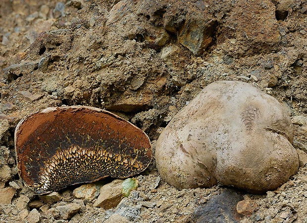 hráškovec obyčajný Pisolithus arhizus (Scop.) Rauschert