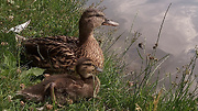 kačica divá - samica s mláďatkom